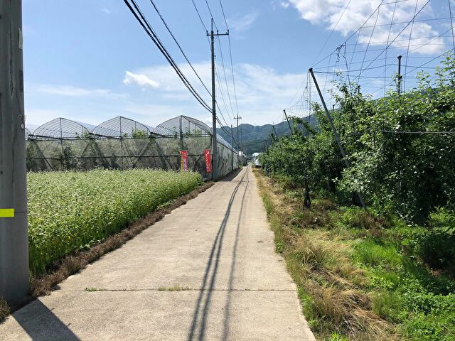 さくらんぼ狩り①