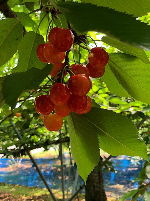 さくらんぼ狩り③