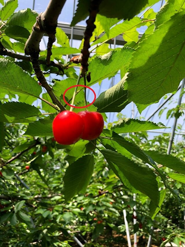 さくらんぼ狩り⑥